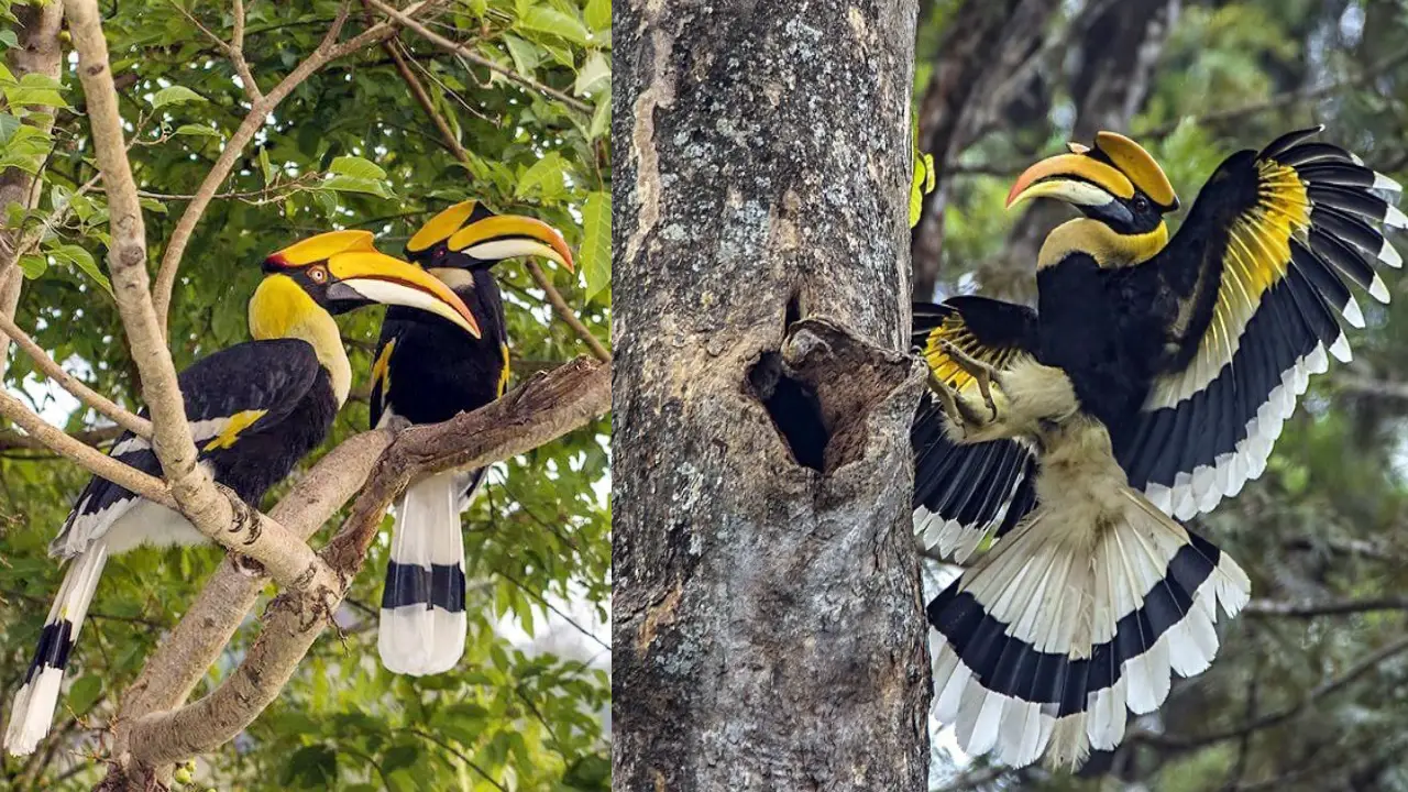 Hornbill at Chambal Sanctuary, Source: Forest Department