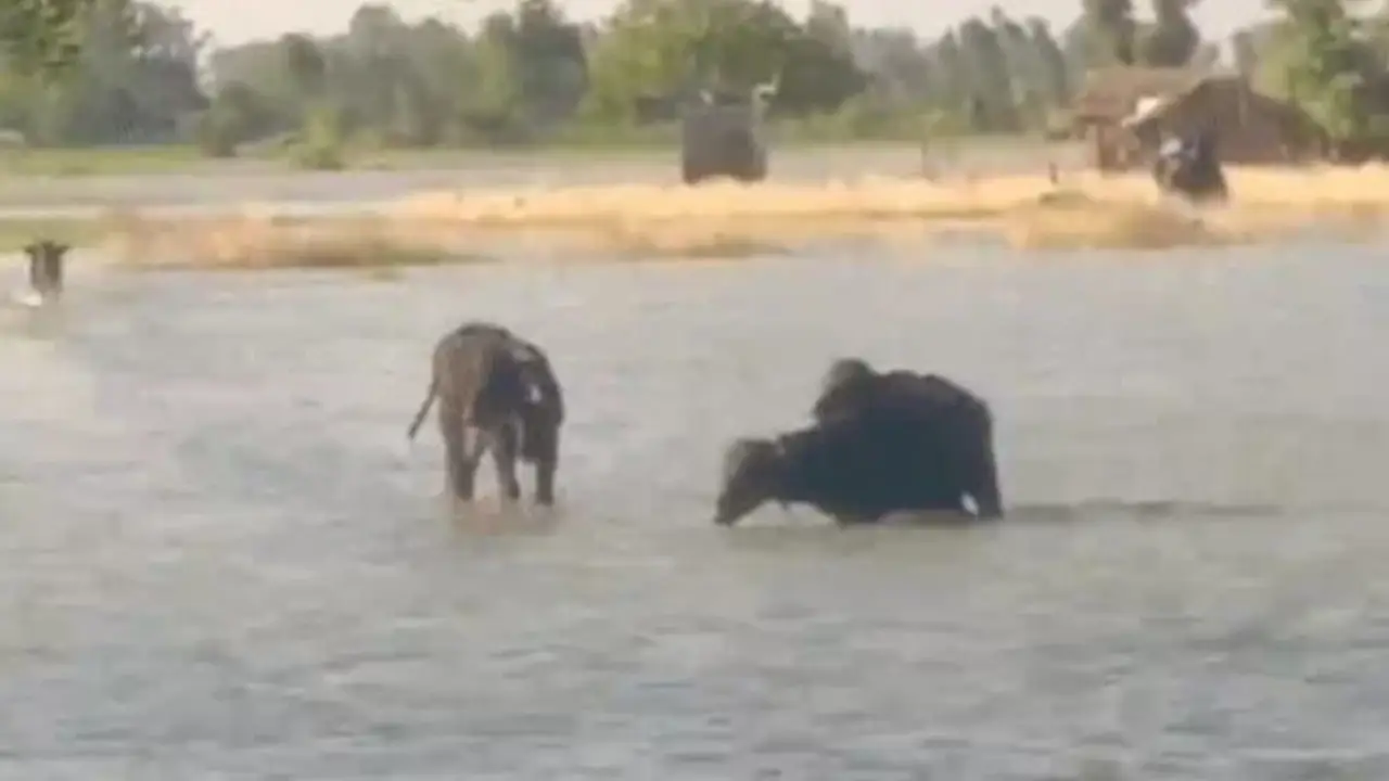 Fatehpur flood 2025 (Source- Social media)